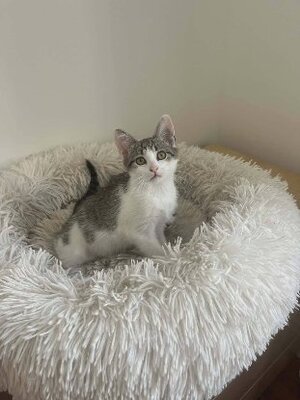 Adopter Bijou