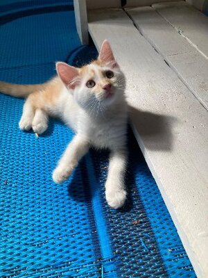 Adopter Bill