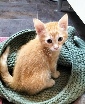 Adopter Billie