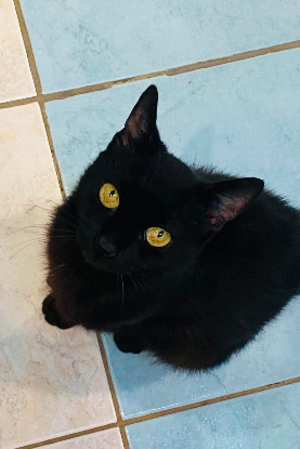 Adopter Billie SOS