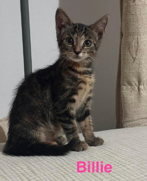 Adopter Billie   a réserver