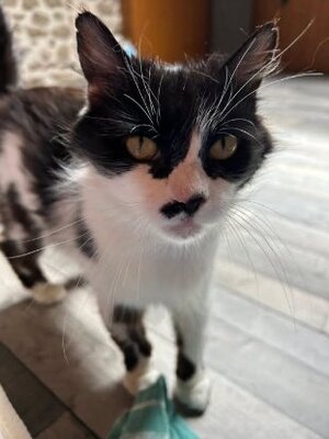 Adopter Billiejean