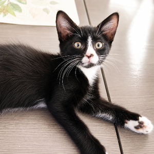 Adopter Bim