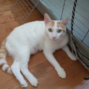 Adopter Biobie