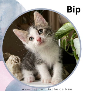 Adopter Bip