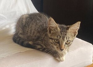 Adopter Biscoff