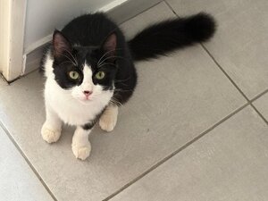 Adopter Biscotte