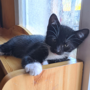 Adopter Biscuit