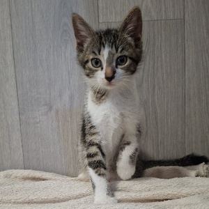Adopter Bisounours