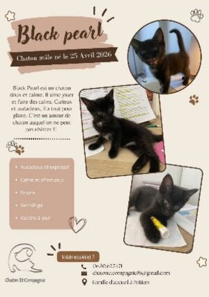 Adopter Black pearl