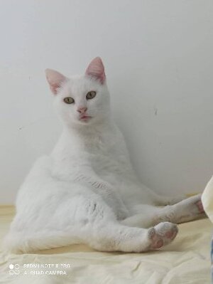 Adopter Blanquette