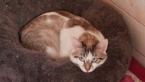 Adopter Bleuenn