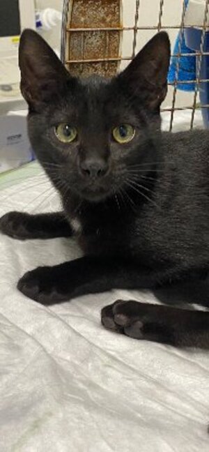 Adopter Bliss