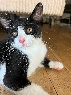 Adopter Bliss