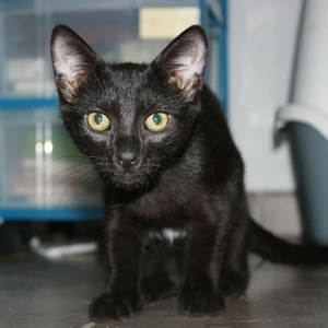 Adopter Blizzard
