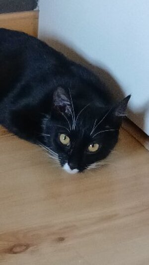 Adopter Bloom