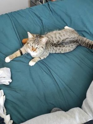 Adopter Blue