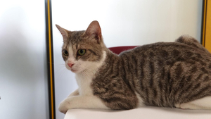 Adopter Blue