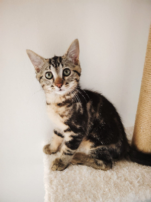 Adopter Blue