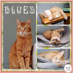 Adopter Blues