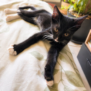 Adopter Bo