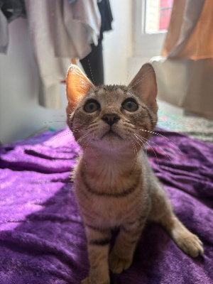 Adopter Boba