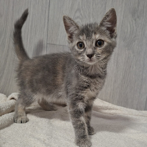 Adopter Bocquet