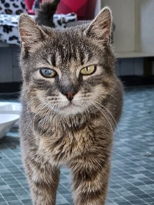 Adopter Bohème