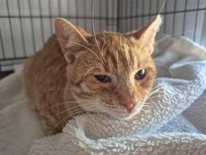 Adopter Bonatio