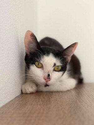 Adopter Bonheur de bounty