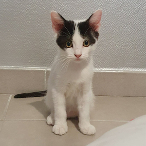 Adopter Bonie