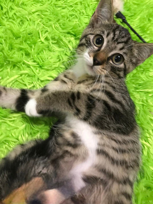 Adopter Bonito
