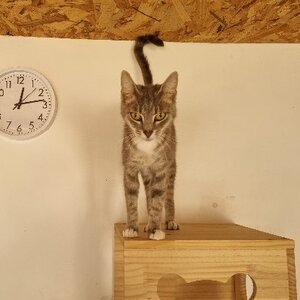 Adopter Bonnemine