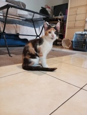 Adopter Bonnie