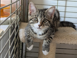 Adopter Bonnie