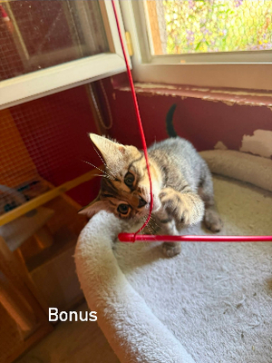 Adopter Bonus