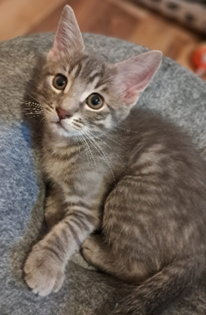 Adopter Bonzaï