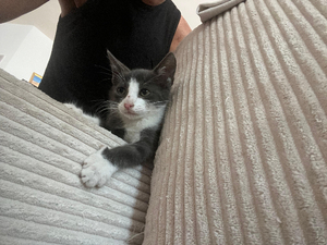 Adopter Boo