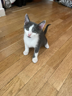 Adopter Boodie