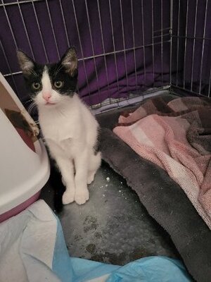 Adopter Boogie