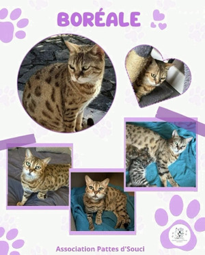 Adopter Boréale