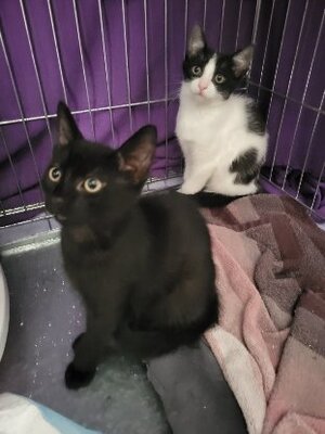 Adopter Bouba
