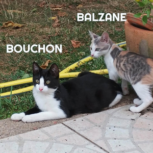 Adopter Bouchon et balzane