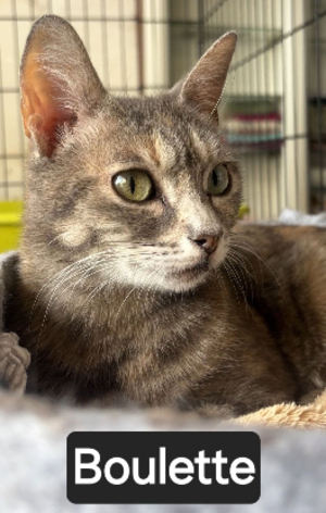 Adopter Boulette