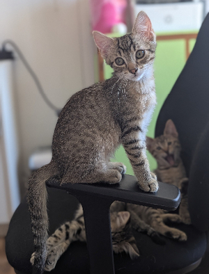 Adopter Boustiflor