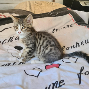 Adopter Bowie