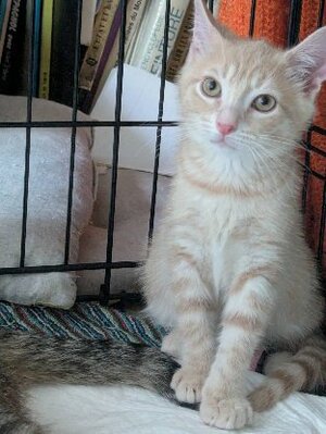 Adopter Bowie et ses frères et soeurs