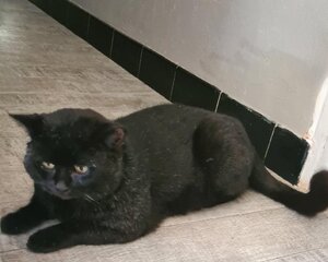 Adopter Braham