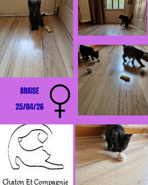 Adopter Chaton
