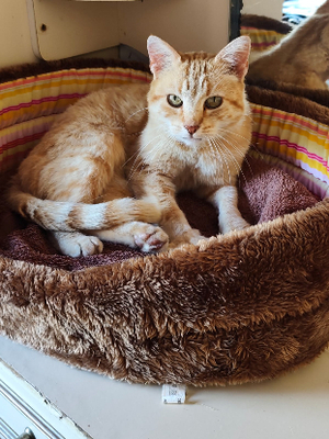 Adopter Brasero